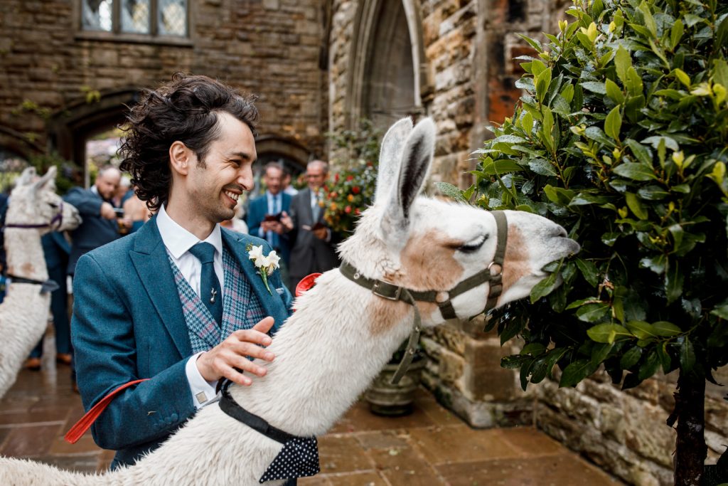 llama at ashdown park hotel wedding