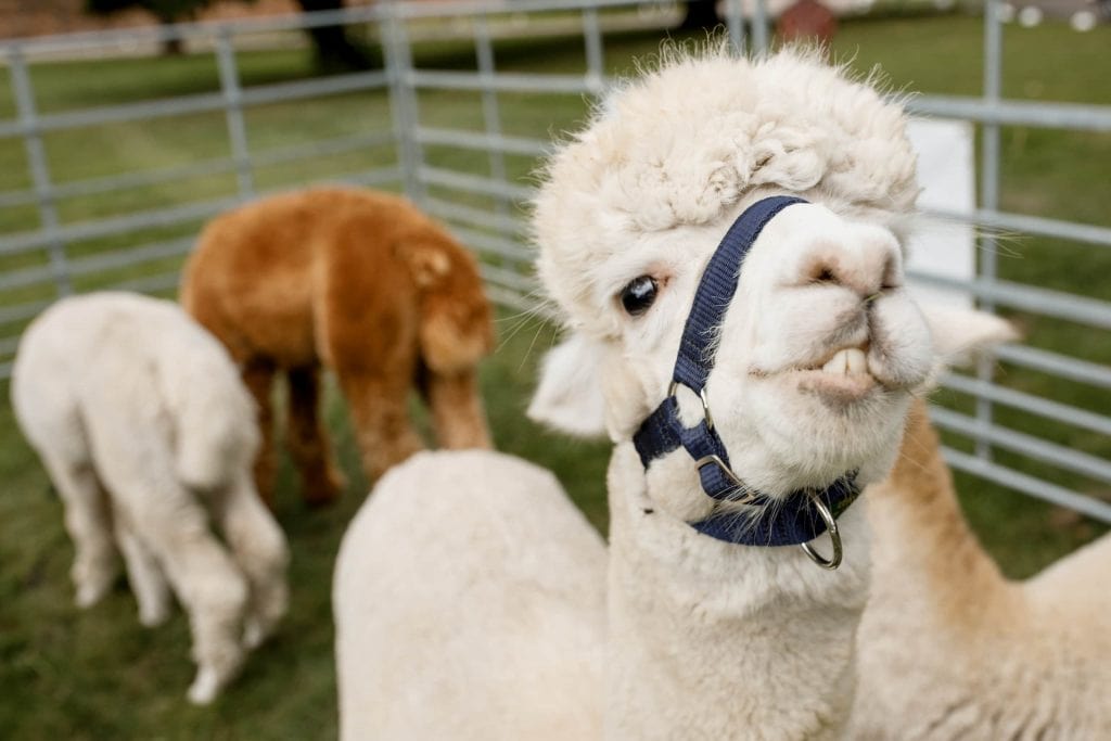 alpaca wedding reception
