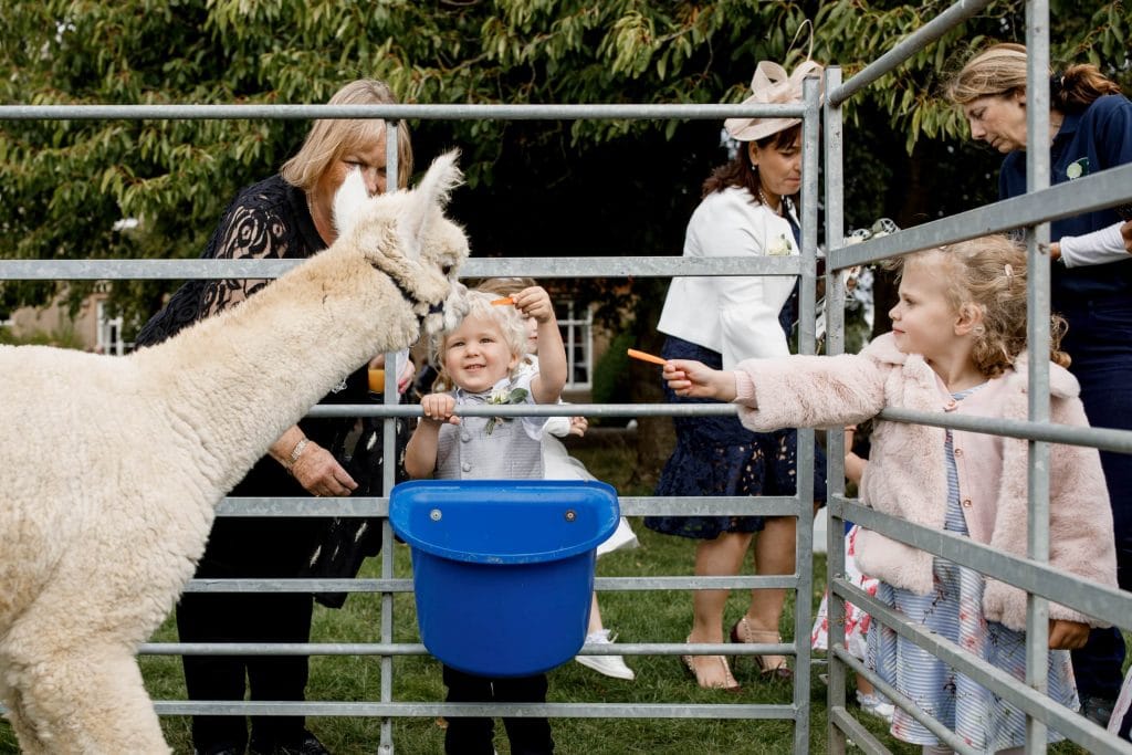 alpaca wedding reception