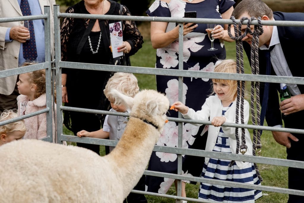 alpaca wedding reception