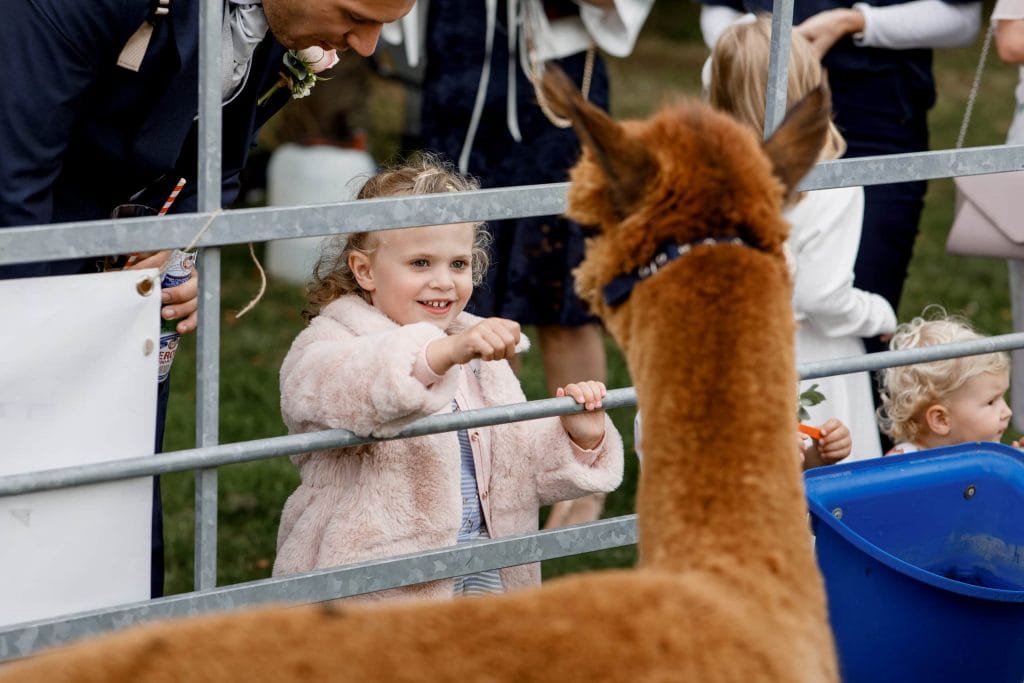 alpaca wedding