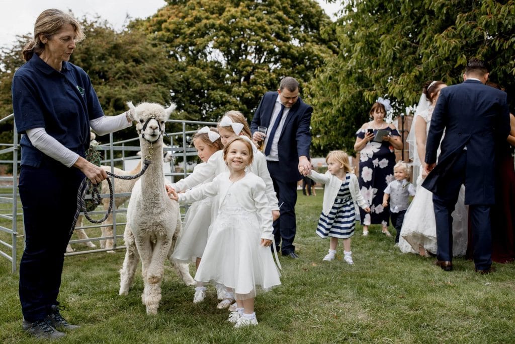 alpaca wedding