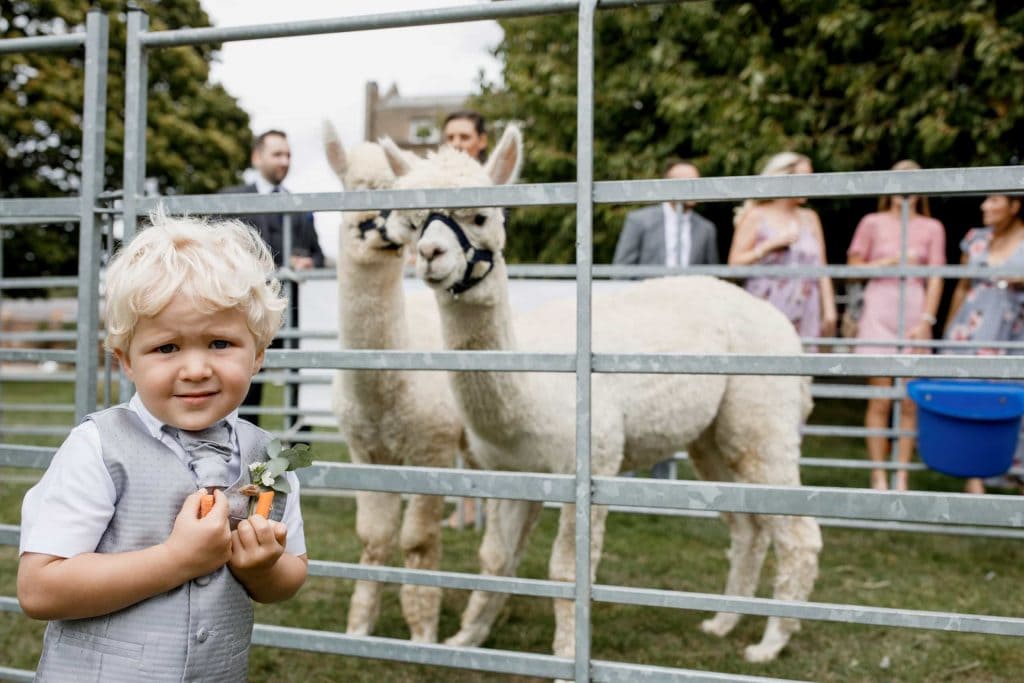 alpaca wedding